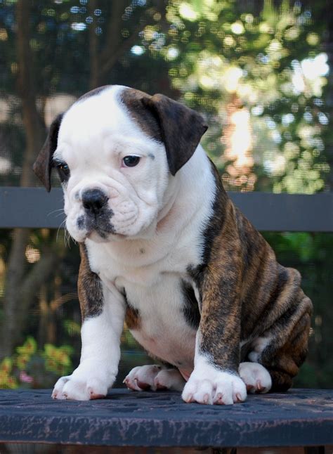 hermes dio olde english bulldogge|xxl olde english bulldogge breeder.